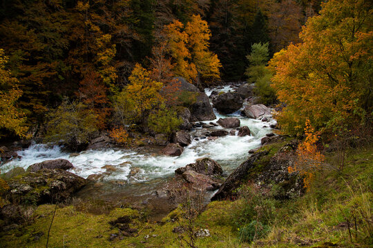 Beech forest and other trees with autumn colors next to the Aragon Subordan river, in the Selva de Oza, Aragonese Pyrenees.
