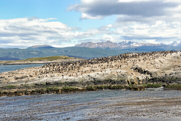 Cormorants in the Beagle Channel