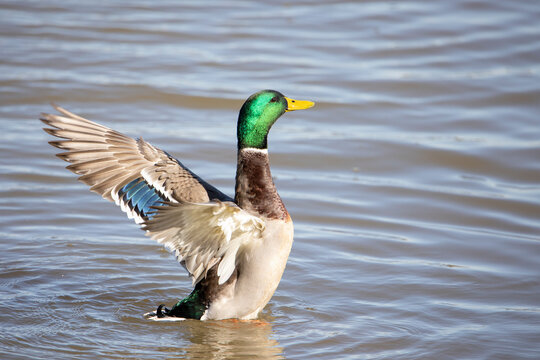 Male mallard with extended wings