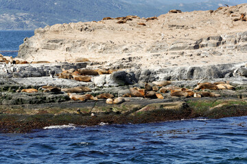 Sea lions and cormorants the Beagle Channel