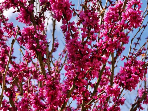 pink blossom of Chinese redbud (Cercis chinensis), Zĭjīng