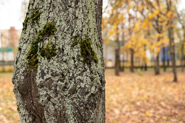 tree bark covered with moss, tree trunk. Tree diseases