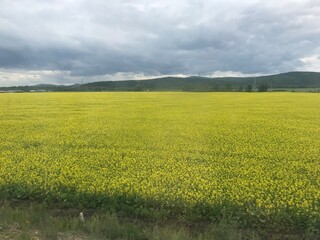 field and blue sky
