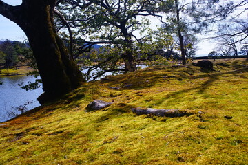 日本の京都らしい苔の庭園