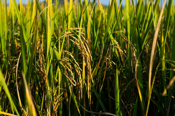 Close up of yellow rice field