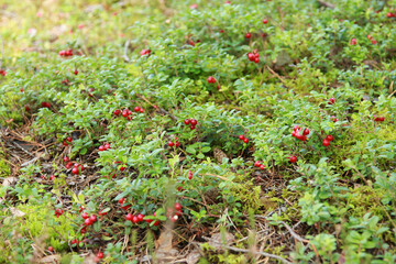 Selective focus shot of cowberries in the greenery