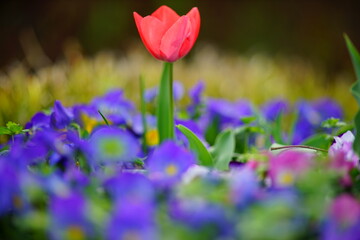 ピンク色のチューリップの花と紫色のパンジーの花