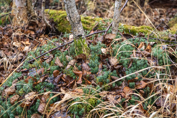 Abstract dandelion flower background, closeup. Big dandelion on a natural background. Art photography. Soft focus.