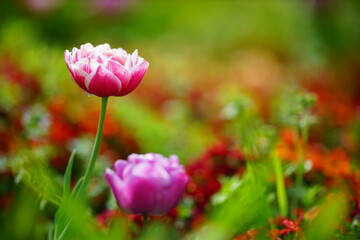 パープルのチューリップと大きくボケた背景