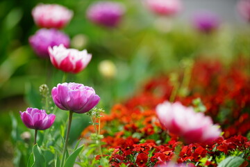 パープルのチューリップと大きくボケた背景