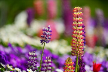 カラフルなルピナスの美しい花壇