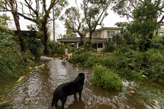 Naga City, Philippines - November 1, 2020: Aftermath of the super typhoon Goni. A young boy walking with his dogs in front of his flooded residence observing the destruction of the super typhoon Goni,
