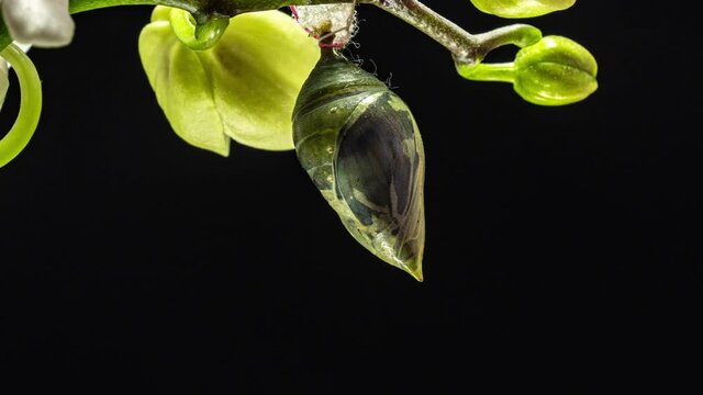 Morpho butterflies are born from pupa to imago, time lapse, hd video, on black background