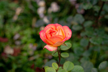 yellow-red rose flower with delicate petals on a background of green foliage
