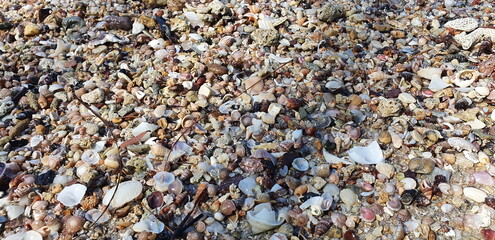 Small mussels and Single scallop of various colors were splashed by the waves on the sandy beach. There were small debris that had broken off from the impact.
