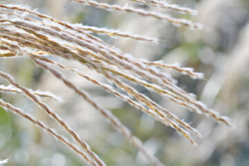 手触りの良いススキのアップ