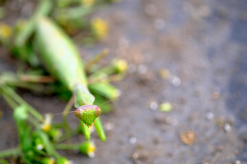 斜め上から見たカマキリ