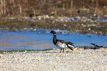 Brant. Smaller species of goose. Scene from conservation area of ​​Wisconsin during migration with damaged wing