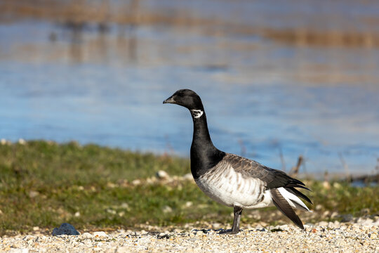 Brant. Smaller species of goose. Scene from conservation area of ​​Wisconsin during migration with damaged wing