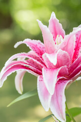 Gorgeous star gazer lily with three times the petals as the traditional lily.