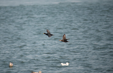 Black Scoter