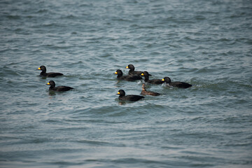 Black Scoter