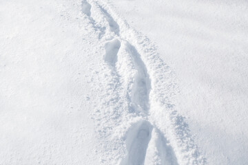 White snow winter texture with footprints. Christmas holiday background. Seasonal fresh white snow nature backdrop wallpaper. Crisp snow with steps traces on sunny day outdoors.