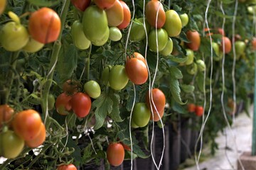 TOMATES