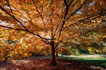 The colorful trees in the North Meadow of Central Park, New York City