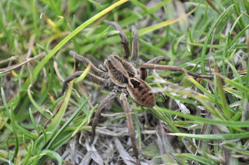 Tarántula café descansando en el pasto