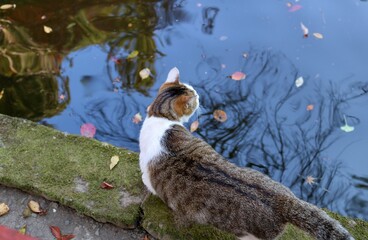 池のほとりを歩く猫　キジトラ白　秋