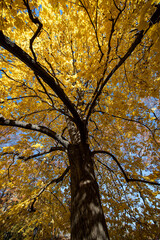 The colorful trees near the Daniel Webster sculpture in Central Park, New York City