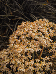 flores pequeñas de otoño