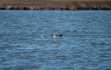Bufflehead