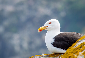 Obraz premium Black seagull at Saltee Island, Ireland, with blurred background and copy space.