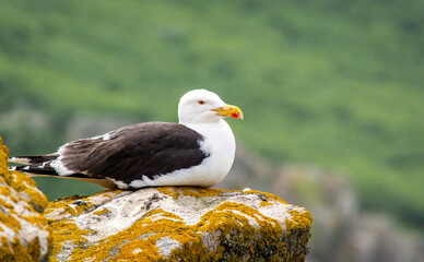 Naklejka premium Black seagull at Saltee Island, Ireland, with blurred background and copy space.