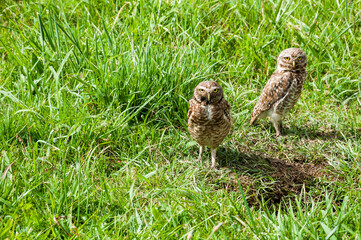 owls in the grass