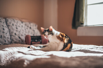 Cat on bed in light from window