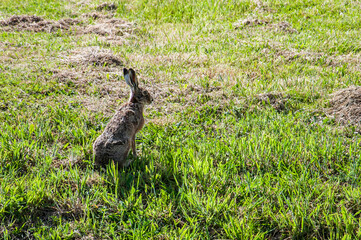 hare
