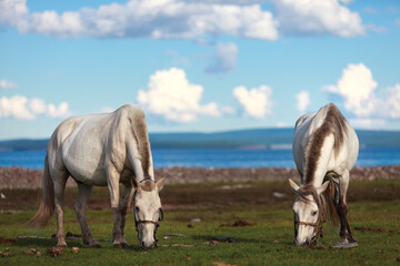 The Mongol horse is the native horse breed of Mongolia. The breed is purported to be largely unchanged since the time of Genghis Khan