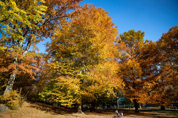 Naklejka premium The colorful trees along the East Green in Central Park, New York City.