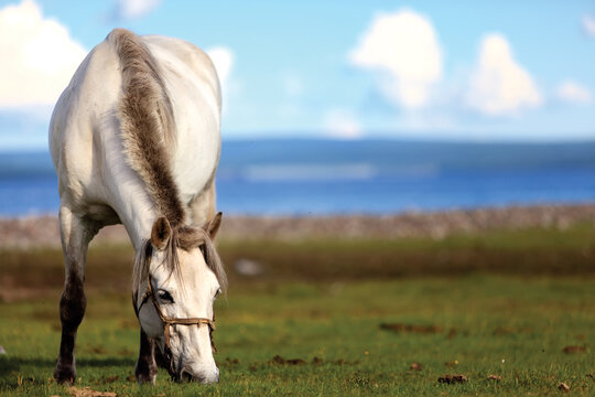 The Mongol horse is the native horse breed of Mongolia. The breed is purported to be largely unchanged since the time of Genghis Khan