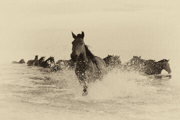 The Mongol horse is the native horse breed of Mongolia. The breed is purported to be largely...