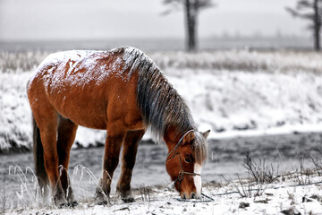 The Mongol horse is the native horse breed of Mongolia. The breed is purported to be largely...