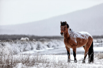 The Mongol horse is the native horse breed of Mongolia. The breed is purported to be largely unchanged since the time of Genghis Khan
