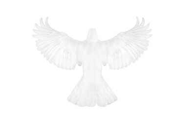 White pigeon flying