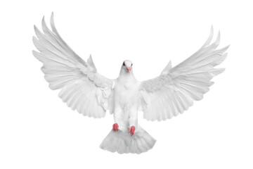 White pigeon flying