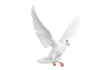 White pigeon flying
