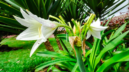 flor blanca con gotas de agua