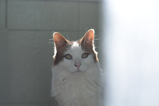 Gato felino modelo a contraluz